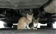 天冷了，開車前記得先喚醒它們！