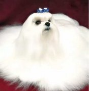 冬天寵物毛發靜電怎么辦？