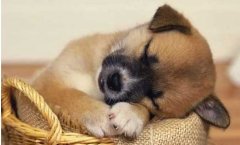 狗狗不吃東西怎么回事？