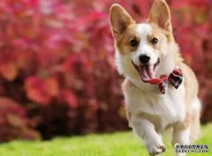 <b>如何讓狗狗安靜下來？——寵物百科知識</b>