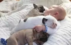 <b>怎么判別狗狗認你做主人？</b>