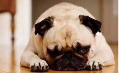 <b>狗狗口臭怎么辦？</b>