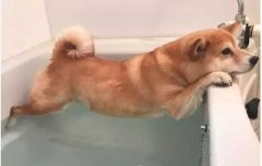 這幾種“酷刑”，據(jù)說狗狗都超級怕！