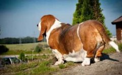 注意，這８種做法會減損狗狗的壽命！