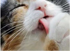 喵為什么這么愛舔毛？