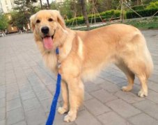 狗狗的品種，居然暴露了你的性格？