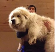 為什么喜歡養(yǎng)大狗？原因是......