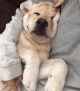 狗狗這么愛我怎么辦？