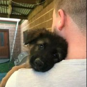 世界上最深厚的感情，排在第一位的竟是狗狗對