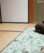 你家狗有什么過人技能？網友：我家狗會擦地板