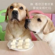 狗狗是否需要補(bǔ)鈣？補(bǔ)鈣應(yīng)注意什么？ 華興寵物