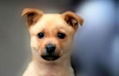 小土狗，也很可愛(ài)呀！