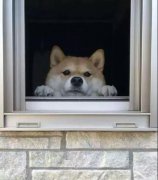 養(yǎng)一只狗是我做過(guò)最滿(mǎn)足的決定！