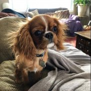 狗狗冬季毛發(fā)打結(jié)，如何正確洗澡！