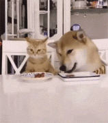 貓糧狗糧可以混吃嗎？ 華興寵物食品