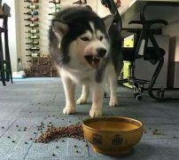 這些錯誤喂食習慣，別再犯了  華興寵物食品