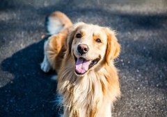 春季養狗，需要注意什么？ 華興寵物食品