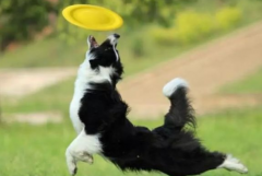 狗狗春季掉毛持續多久？如何改善愛寵的被毛？