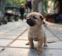 小奶狗剛到家一直叫怎么辦？