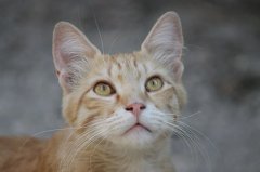 流浪貓可以帶回家養嗎？怎么把流浪貓帶回家養？