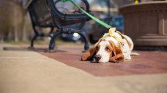 天氣熱了，寵主們請停止對狗狗的傷害！