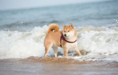 夏季遛狗，要避開這四種不良行為，你別不知道