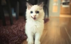 只需看這幾點，就能判斷貓咪熱不熱