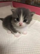 你家的貓咪多大了你知道嗎？