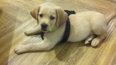 注意！狗狗的這些動作不是撒嬌，而是求助！