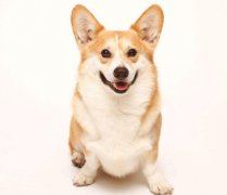 小型犬有非常特殊的需求需要特別照顧,你知道嗎？