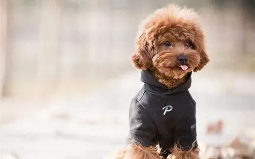 養狗，這些“低級錯誤”千萬不能犯！