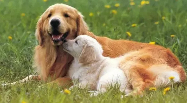 春季貓狗毛發(fā)滿天飛，如果是病理性掉毛，鏟屎官們要注意了！