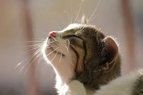 養貓忠告：這3件事一定要做，還有3件事千萬不要做！