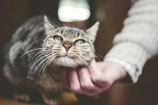 元旦丨新的一年，寵愛有加